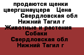 продаются щенки цвергшнауцера › Цена ­ 25 000 - Свердловская обл., Нижний Тагил г. Животные и растения » Собаки   . Свердловская обл.,Нижний Тагил г.